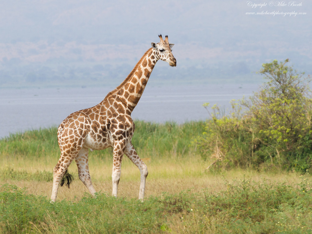 Girafa núbia